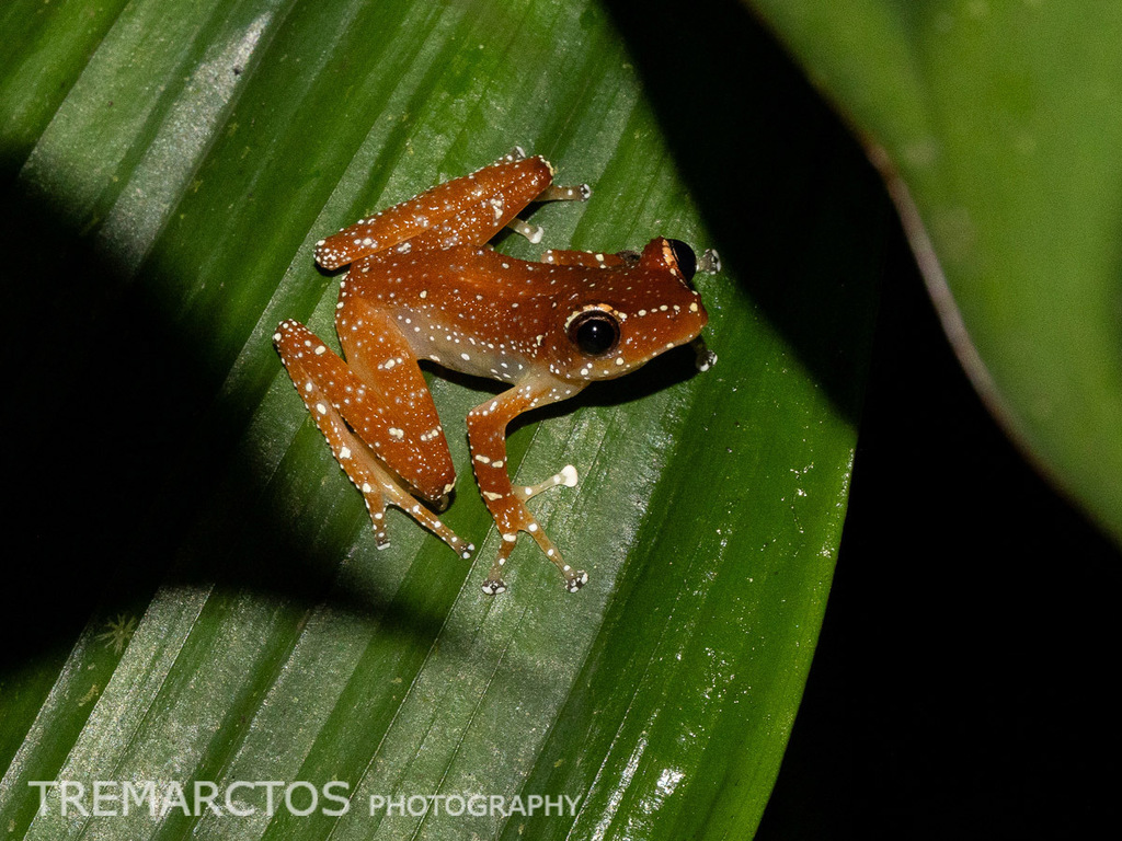 Cinnamon Frog — Borneo wildlife, book, free download, jungle tour, frog, herp tour