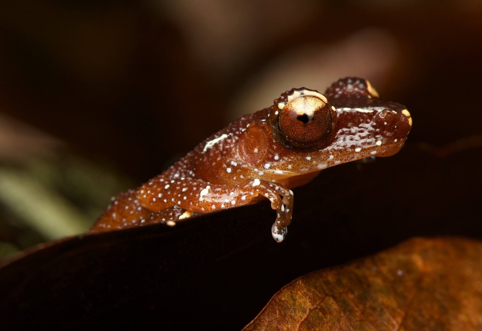 Cinnamon Frog — Borneo wildlife, book, free download, jungle tour, frog, herp tour