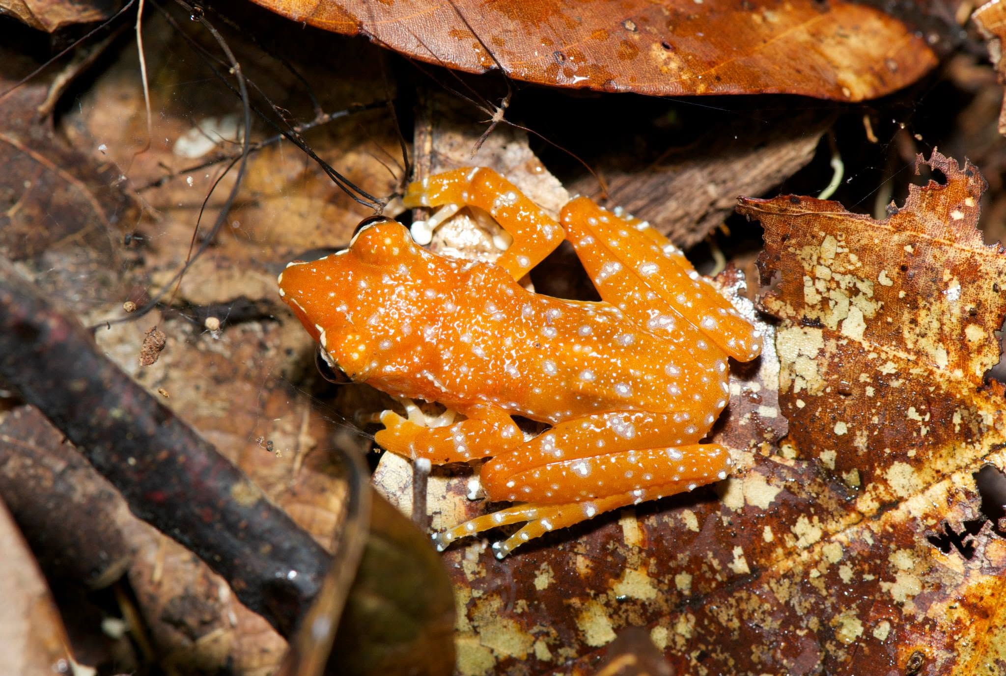 Cinnamon Frog — Borneo wildlife, book, free download, jungle tour, frog, herp tour