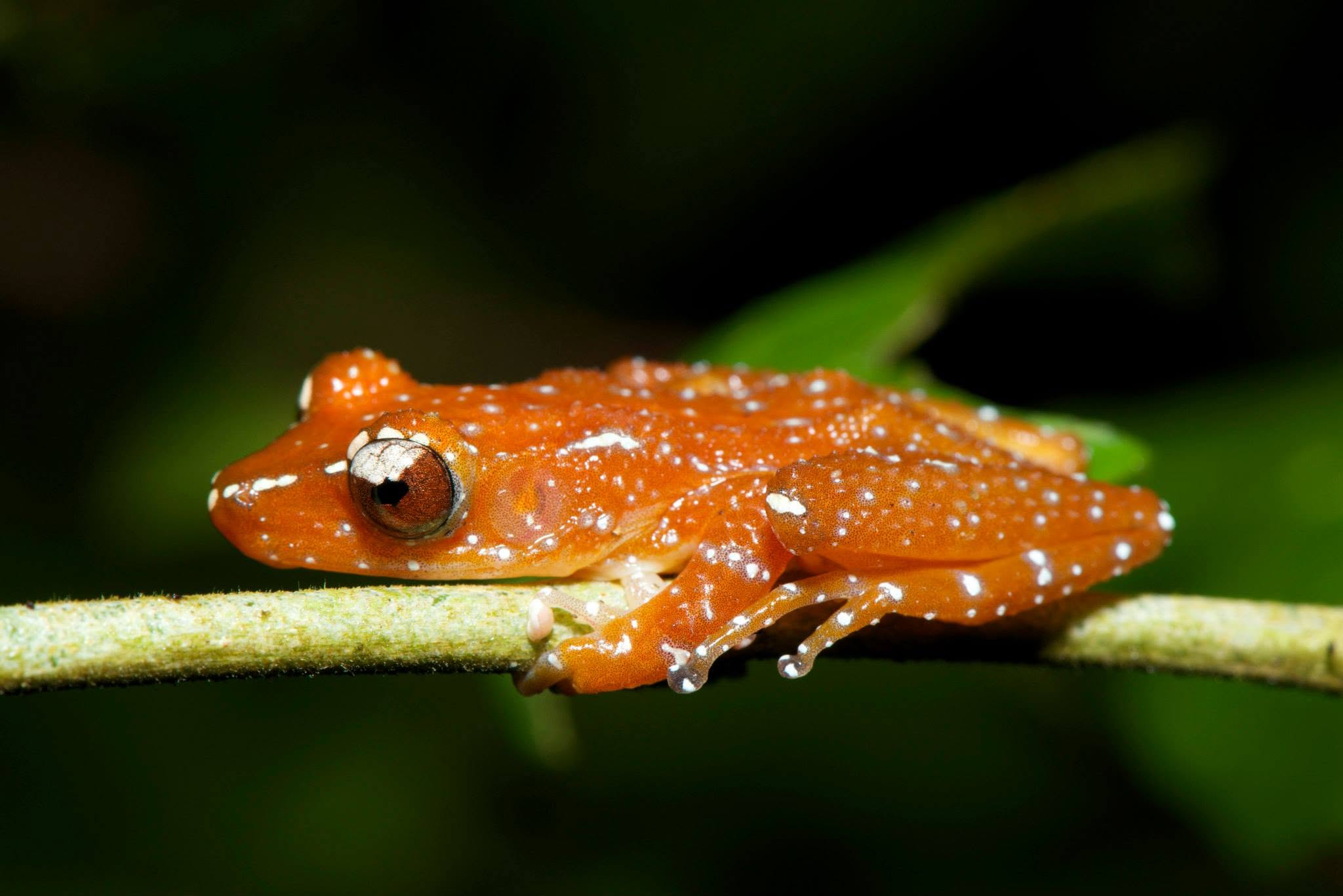 Cinnamon Frog — Borneo wildlife, book, free download, jungle tour, frog, herp tour