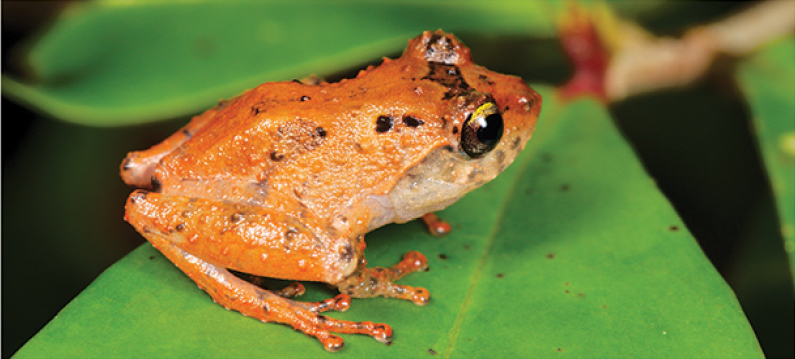 Cloud Bush Frog — Borneo wildlife, book, free download, jungle tour, frog, herp tour