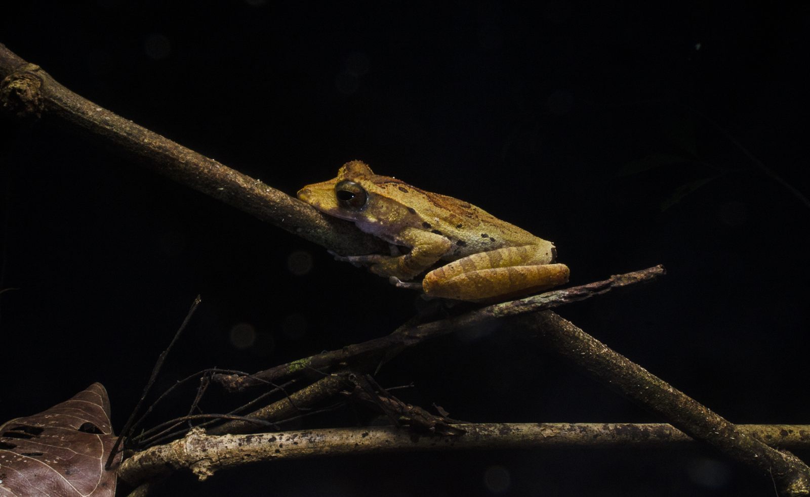 Collett's Tree Frog — Borneo wildlife, book, free download, jungle tour, frog, herp tour