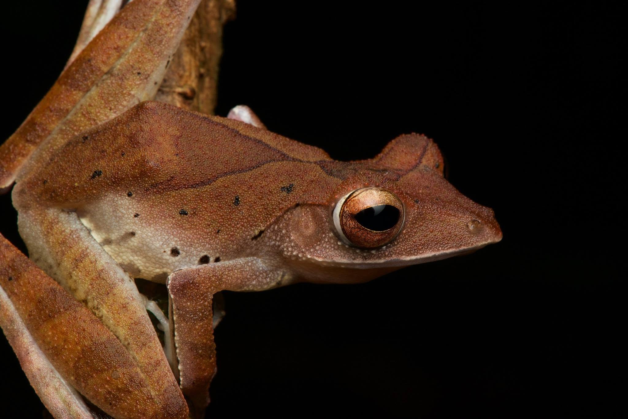 Collett's Tree Frog — Borneo wildlife, book, free download, jungle tour, frog, herp tour