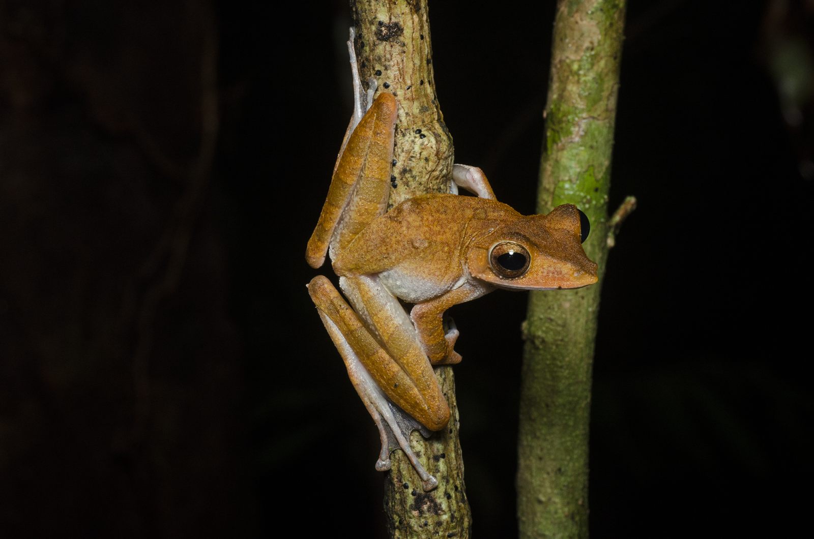 Collett's Tree Frog — Borneo wildlife, book, free download, jungle tour, frog, herp tour