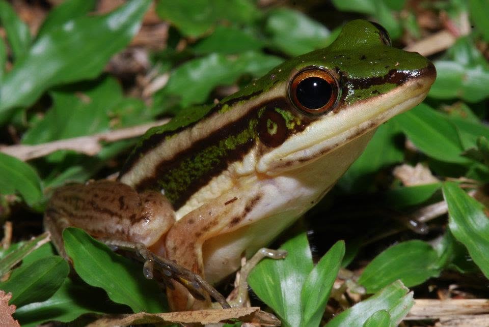 Common Green Frog — Borneo wildlife, book, free download, jungle tour, frog, herp tour