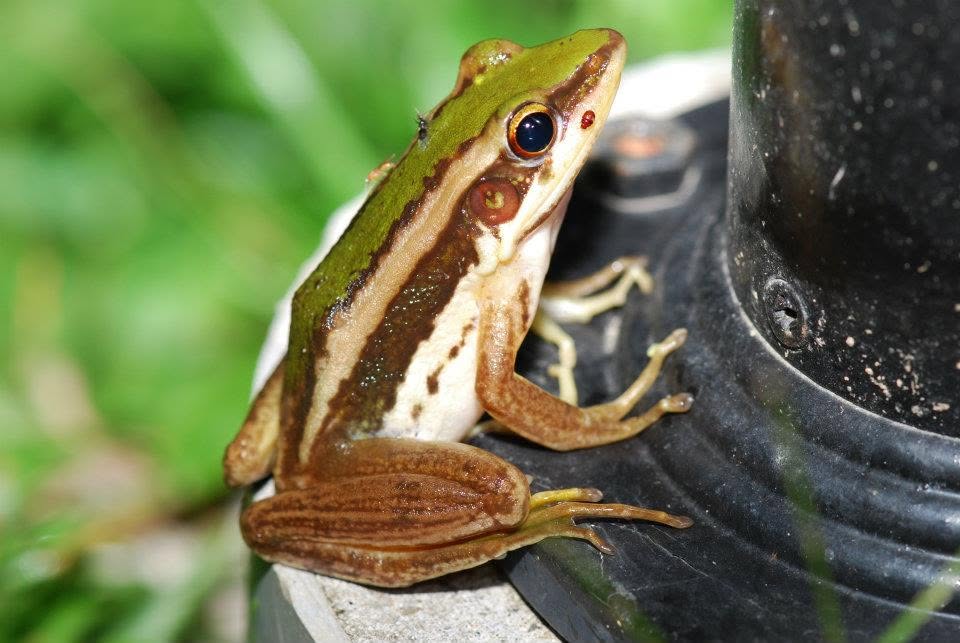 Common Green Frog — Borneo wildlife, book, free download, jungle tour, frog, herp tour
