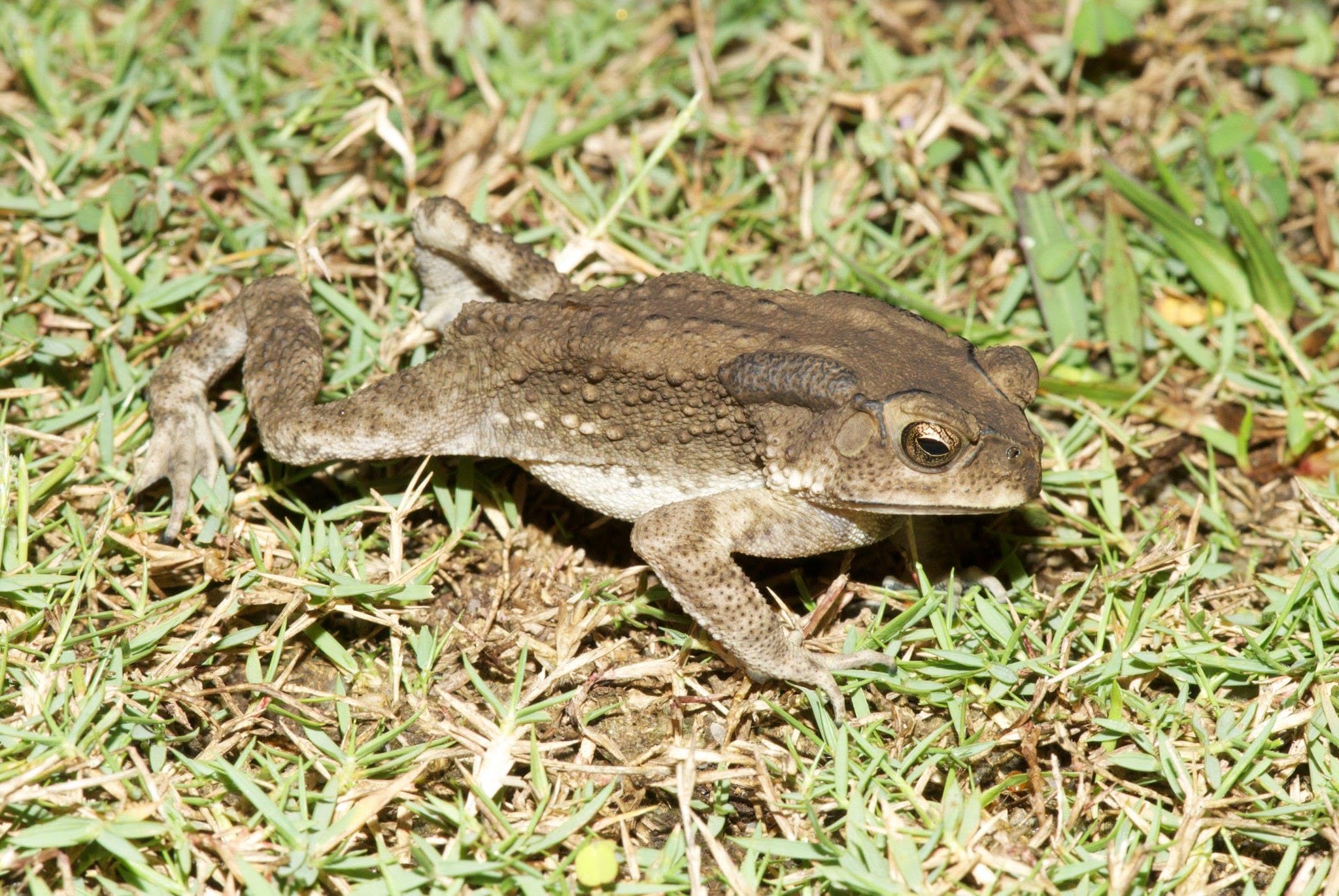 Common Sunda Toad — Borneo wildlife, book, free download, jungle tour, frog, herp tour