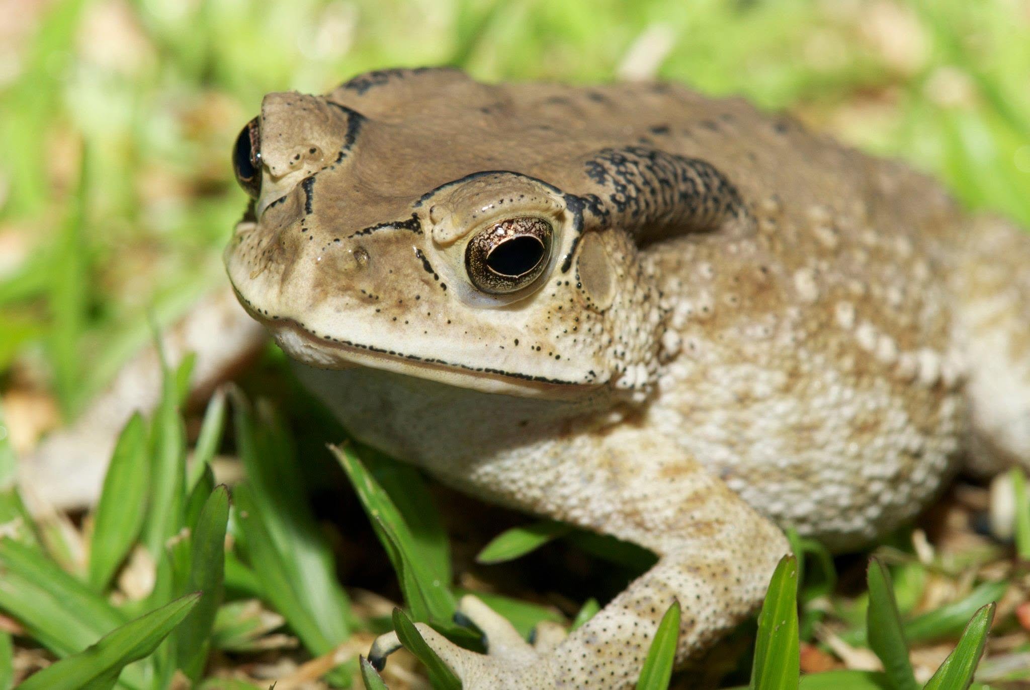 Common Sunda Toad — Borneo wildlife, book, free download, jungle tour, frog, herp tour