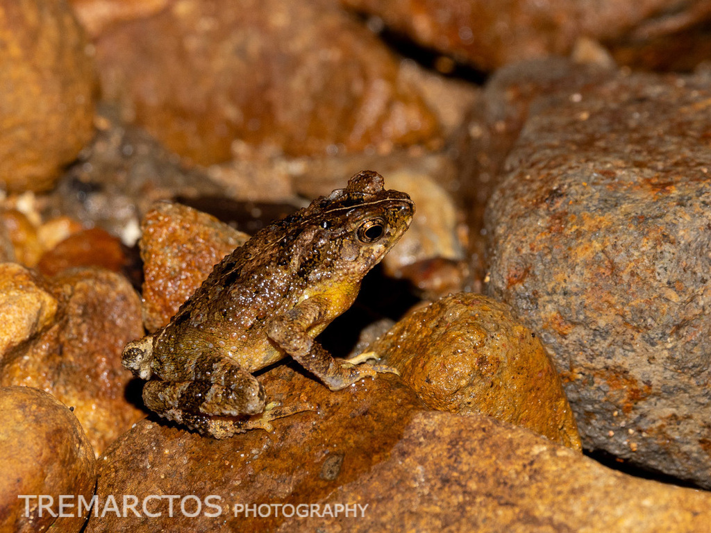 Crested Toad — Borneo wildlife, book, free download, jungle tour, frog, herp tour