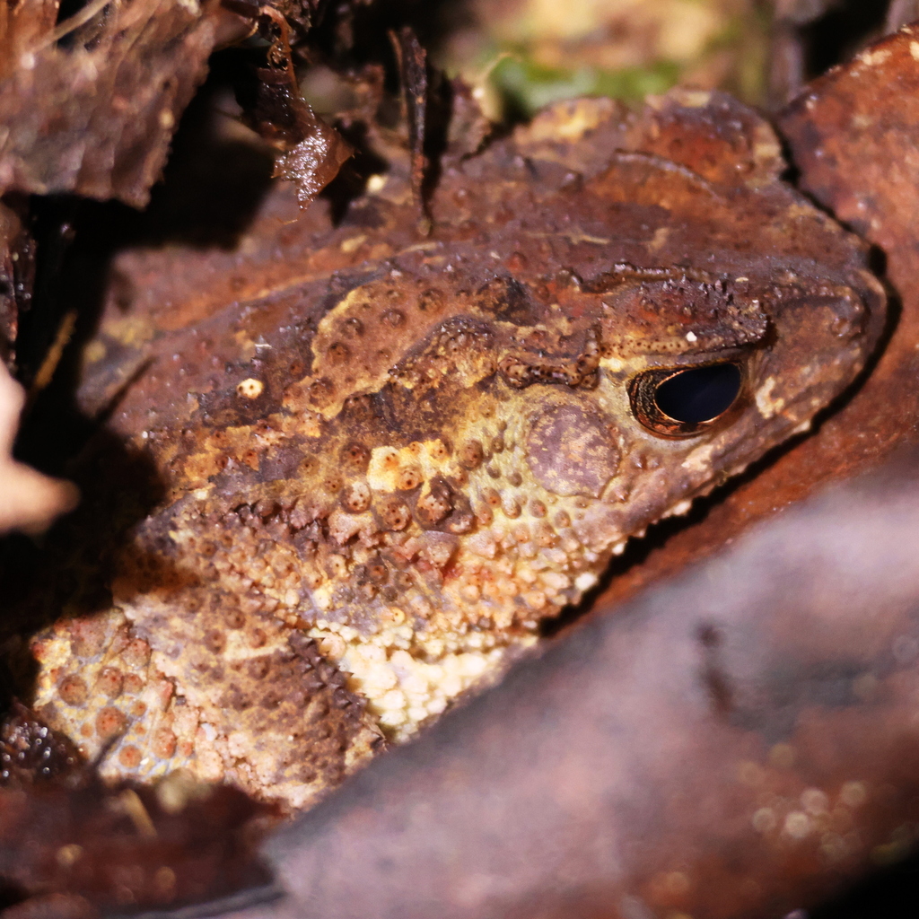 Crested Toad — Borneo wildlife, book, free download, jungle tour, frog, herp tour
