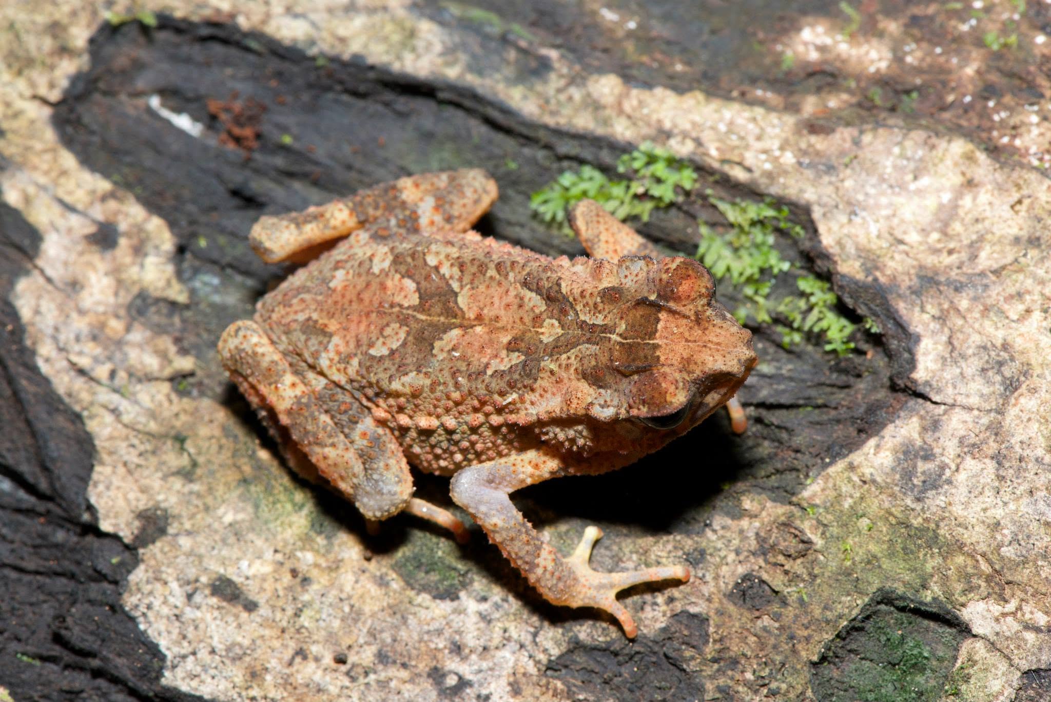 Crested Toad — Borneo wildlife, book, free download, jungle tour, frog, herp tour