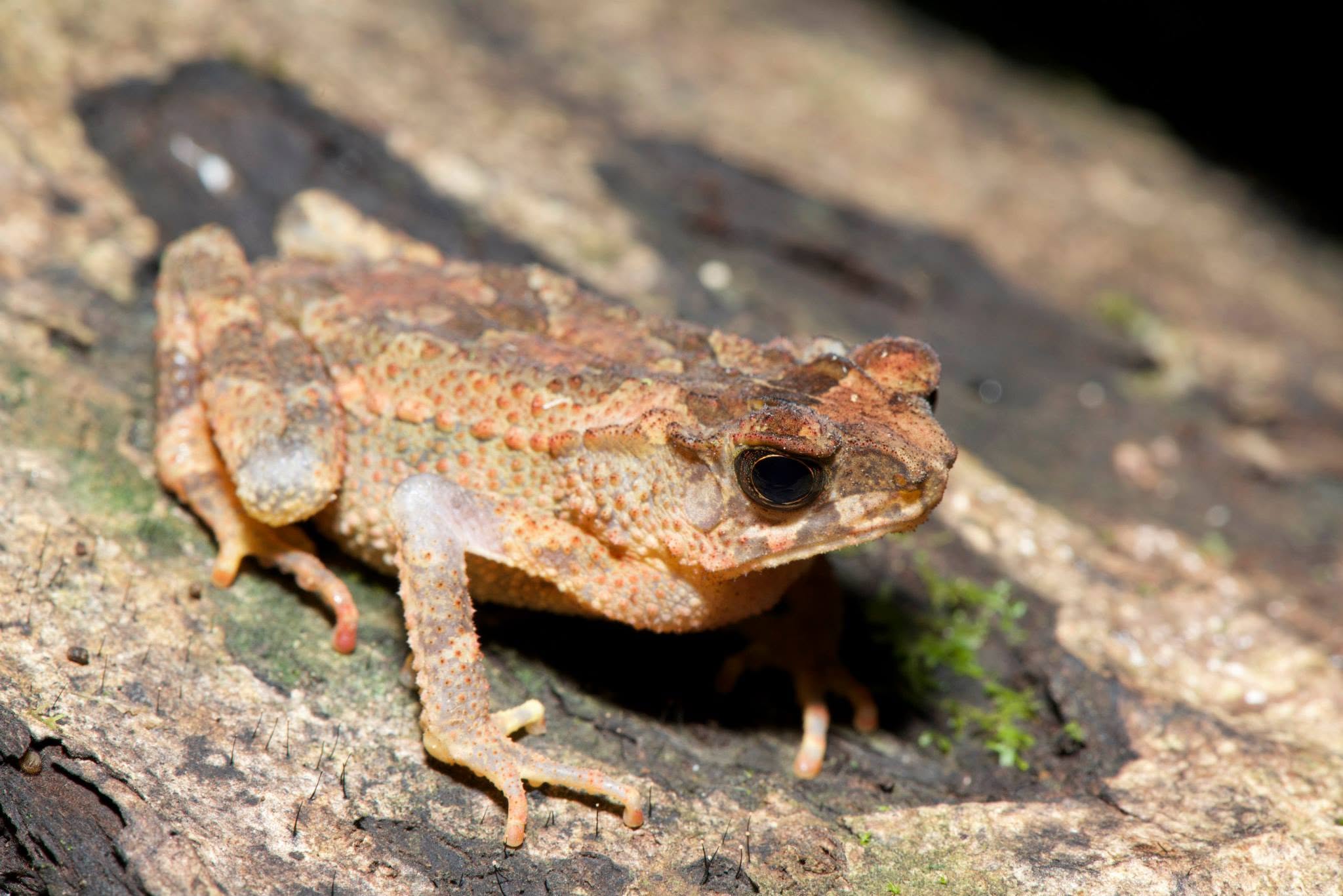 Crested Toad — Borneo wildlife, book, free download, jungle tour, frog, herp tour