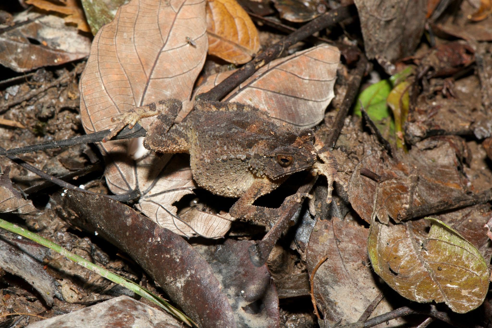 Crested Toad — Borneo wildlife, book, free download, jungle tour, frog, herp tour