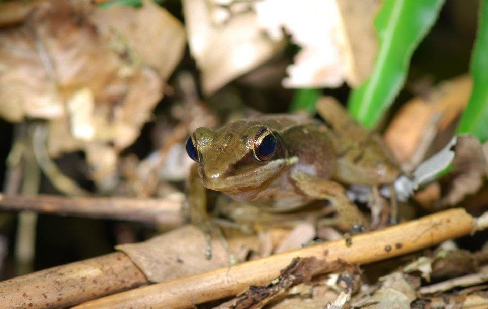 Cricket Frog — Borneo wildlife, book, free download, jungle tour, frog, herp tour