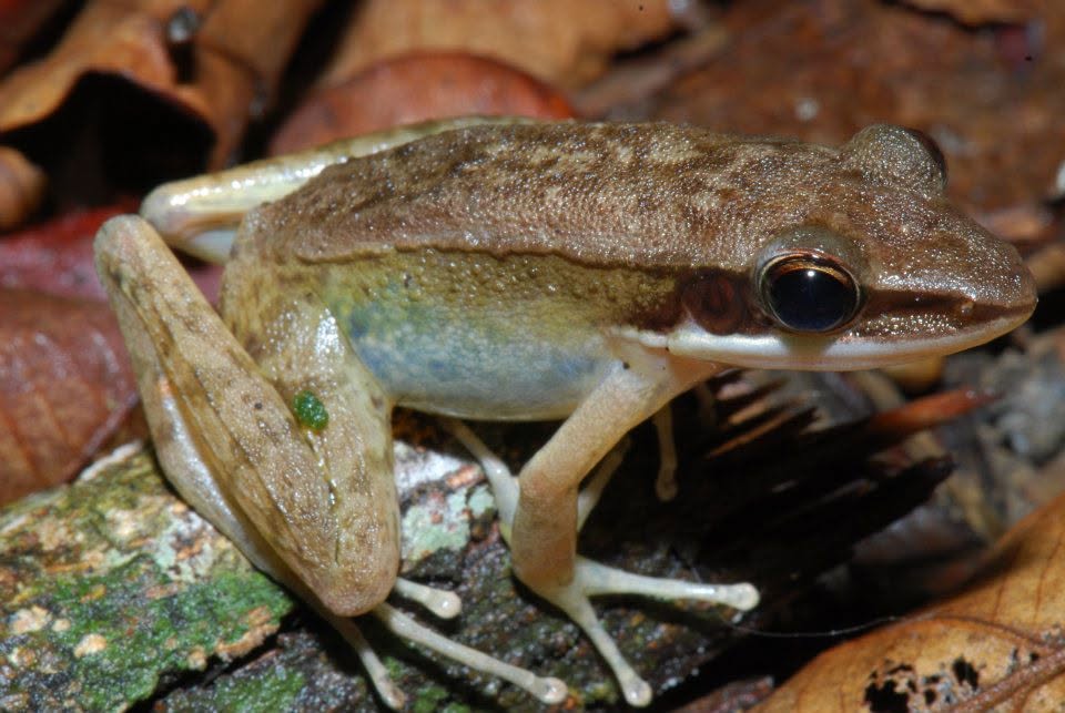 Cricket Frog — Borneo wildlife, book, free download, jungle tour, frog, herp tour