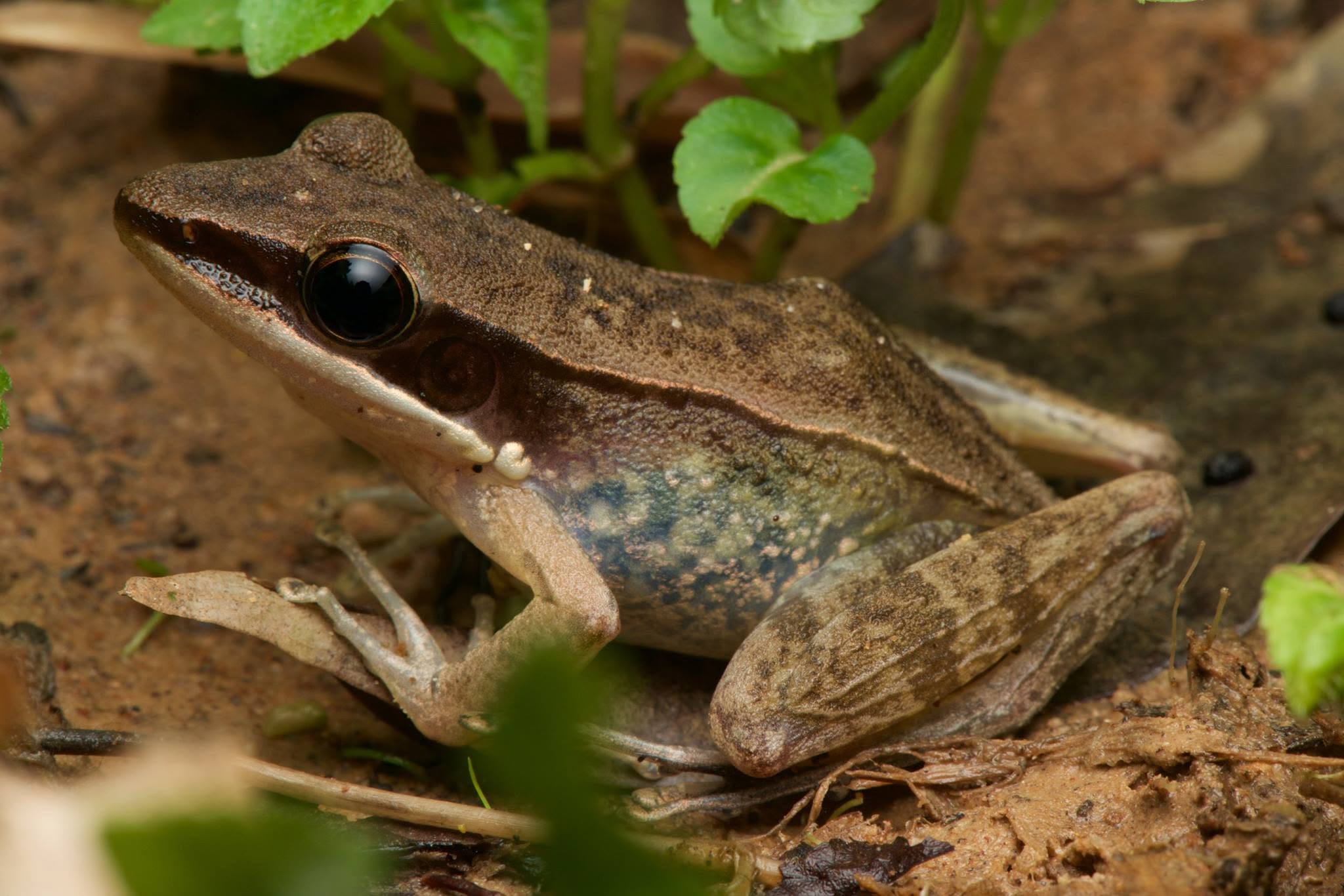 Cricket Frog — Borneo wildlife, book, free download, jungle tour, frog, herp tour
