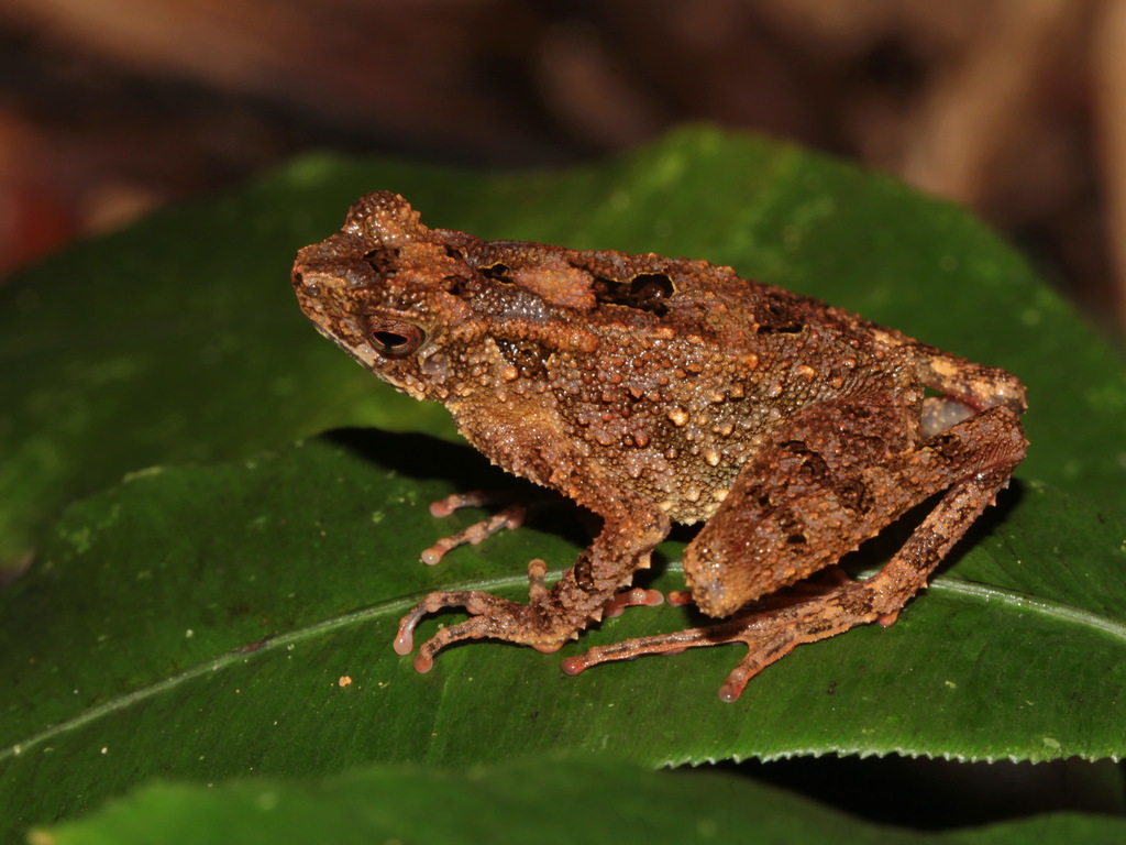 Cross Toad — Borneo wildlife, book, free download, jungle tour, frog, herp tour