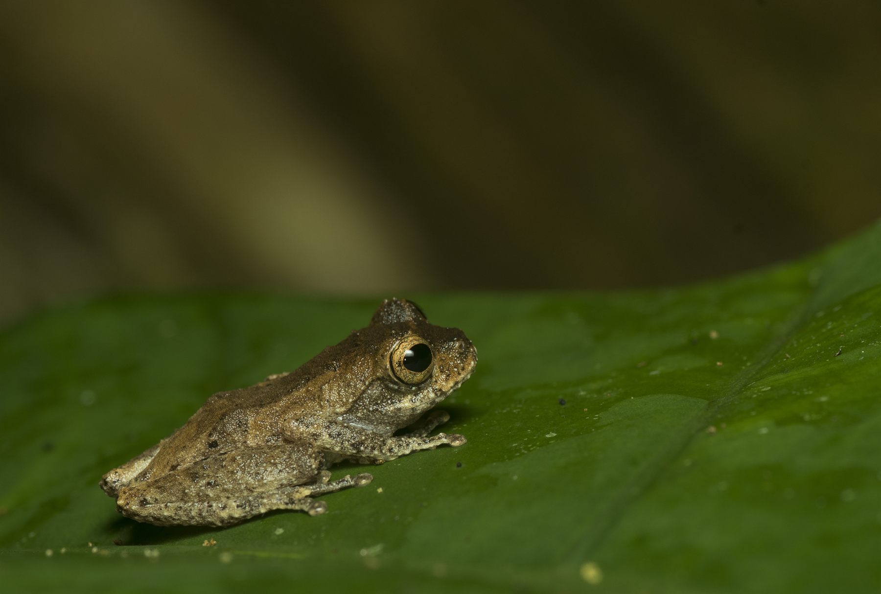 Dark-eared Tree Frog — Borneo wildlife, book, free download, jungle tour, frog, herp tour