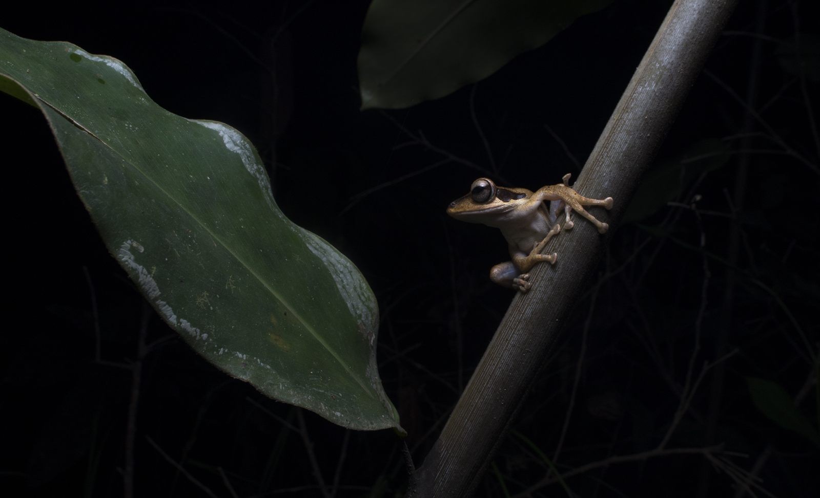 Dark-eared Tree Frog — Borneo wildlife, book, free download, jungle tour, frog, herp tour
