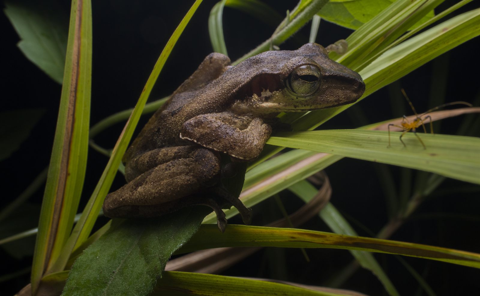 Dark-eared Tree Frog — Borneo wildlife, book, free download, jungle tour, frog, herp tour