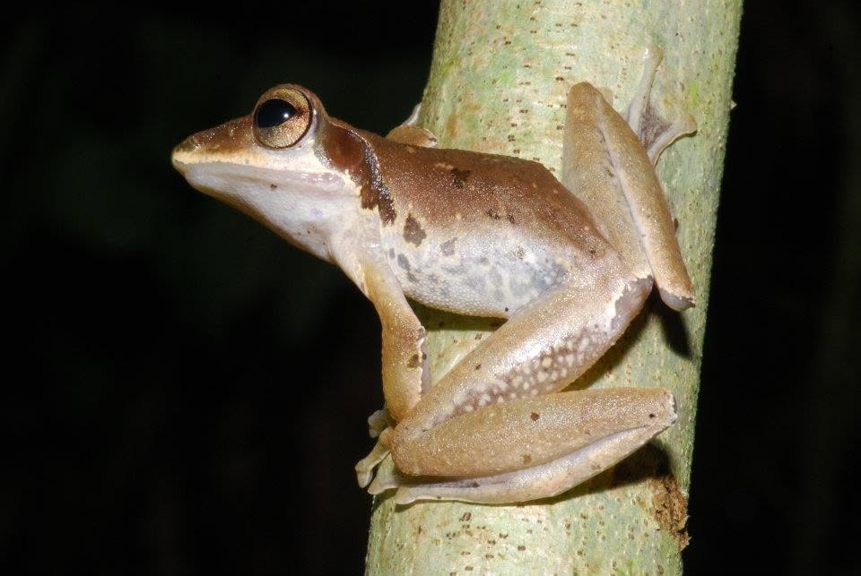 Dark-eared Tree Frog — Borneo wildlife, book, free download, jungle tour, frog, herp tour