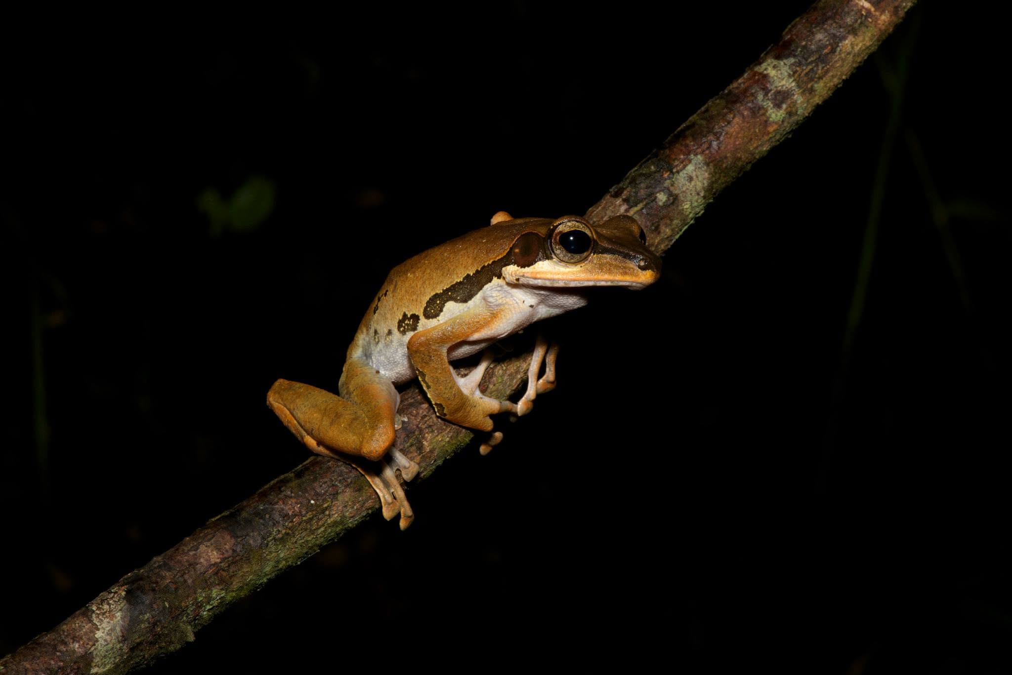 Dark-eared Tree Frog — Borneo wildlife, book, free download, jungle tour, frog, herp tour