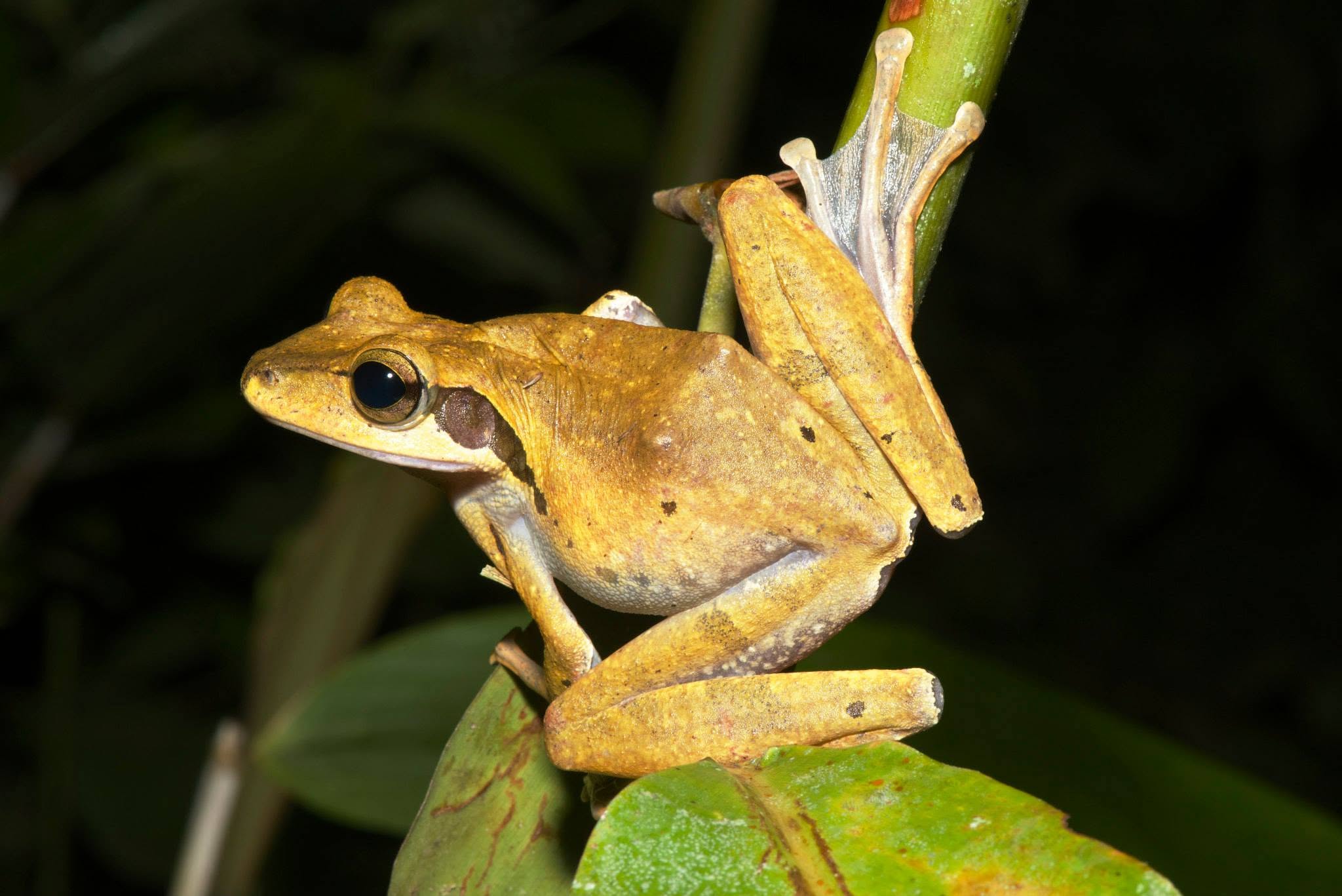 Dark-eared Tree Frog — Borneo wildlife, book, free download, jungle tour, frog, herp tour