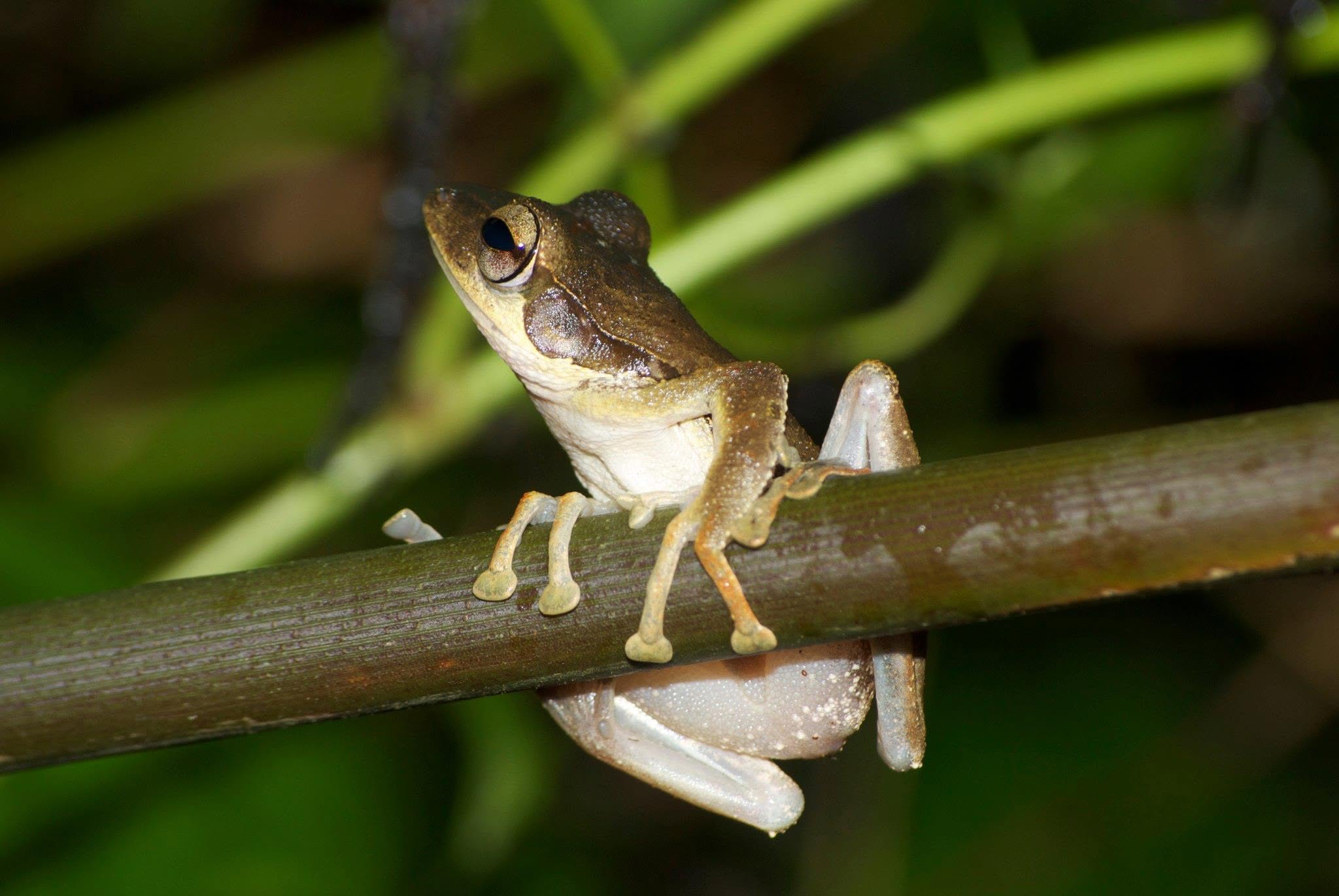 Dark-eared Tree Frog — Borneo wildlife, book, free download, jungle tour, frog, herp tour