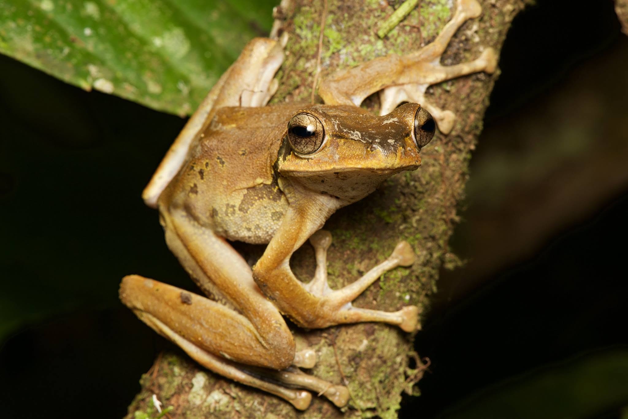 Dark-eared Tree Frog — Borneo wildlife, book, free download, jungle tour, frog, herp tour