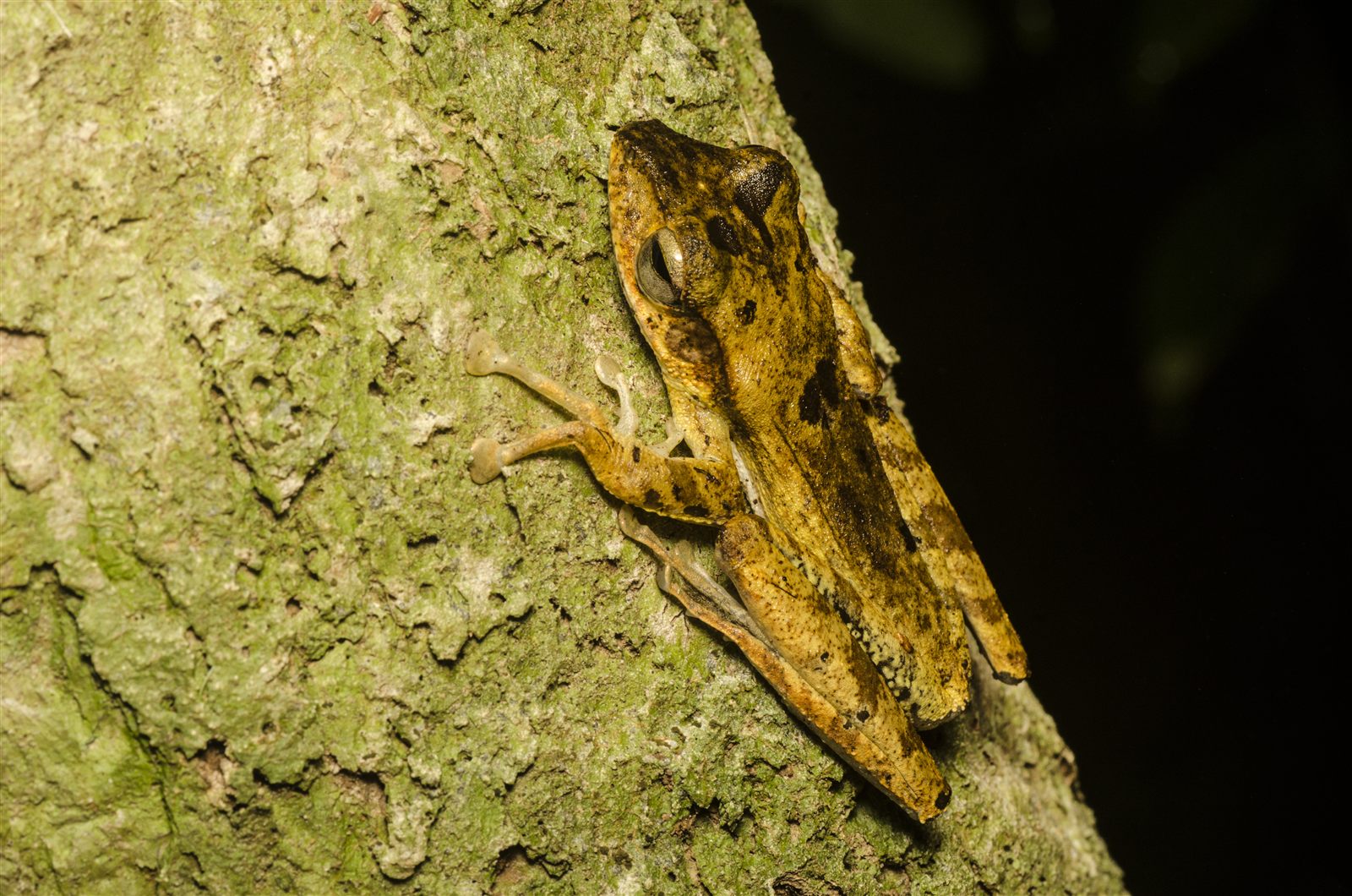 Dark-eared Tree Frog — Borneo wildlife, book, free download, jungle tour, frog, herp tour