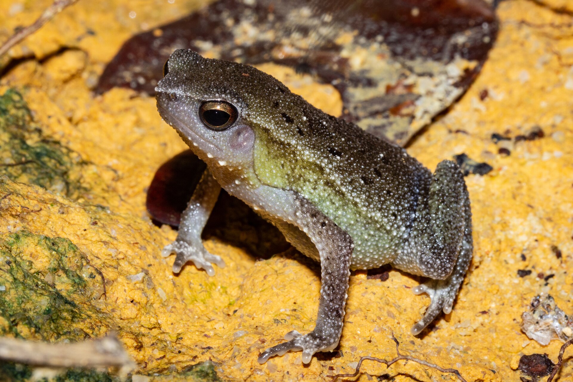 Dotted Sticky Frog — Borneo wildlife, book, free download, jungle tour, frog, herp tour