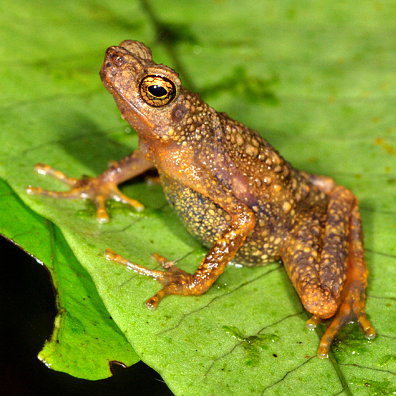 Dwarf Slender Toad — Borneo wildlife, book, free download, jungle tour, frog, herp tour