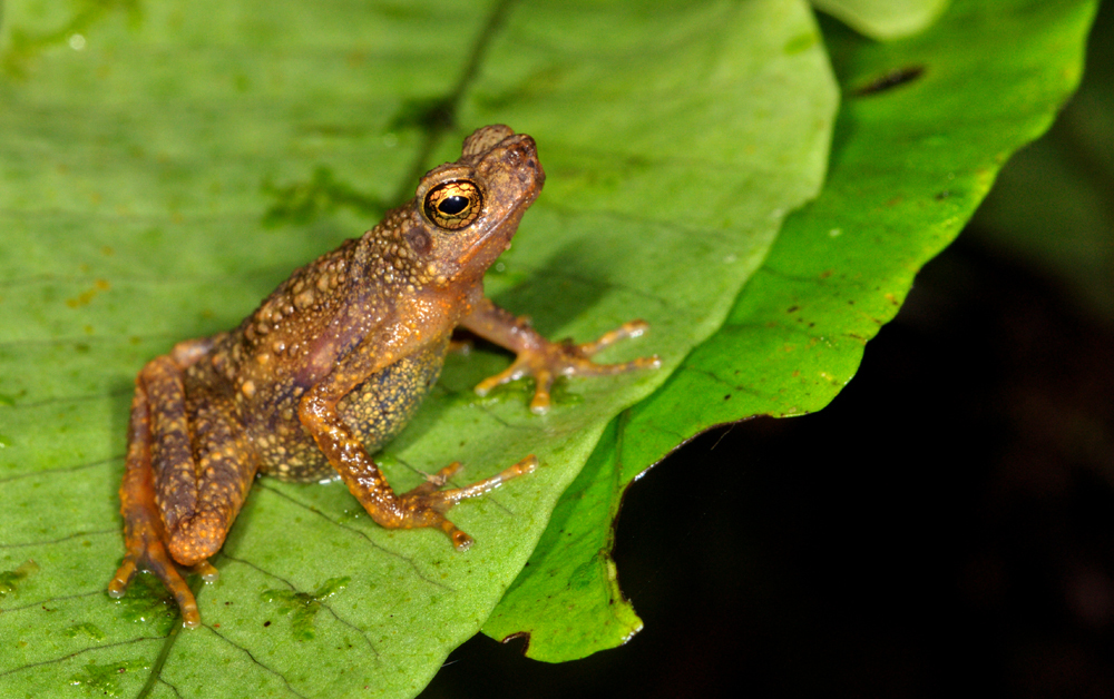 Dwarf Slender Toad — Borneo wildlife, book, free download, jungle tour, frog, herp tour