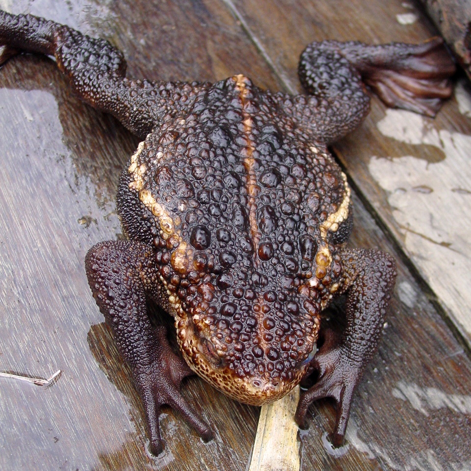 False Toad — Borneo wildlife, book, free download, jungle tour, frog, herp tour