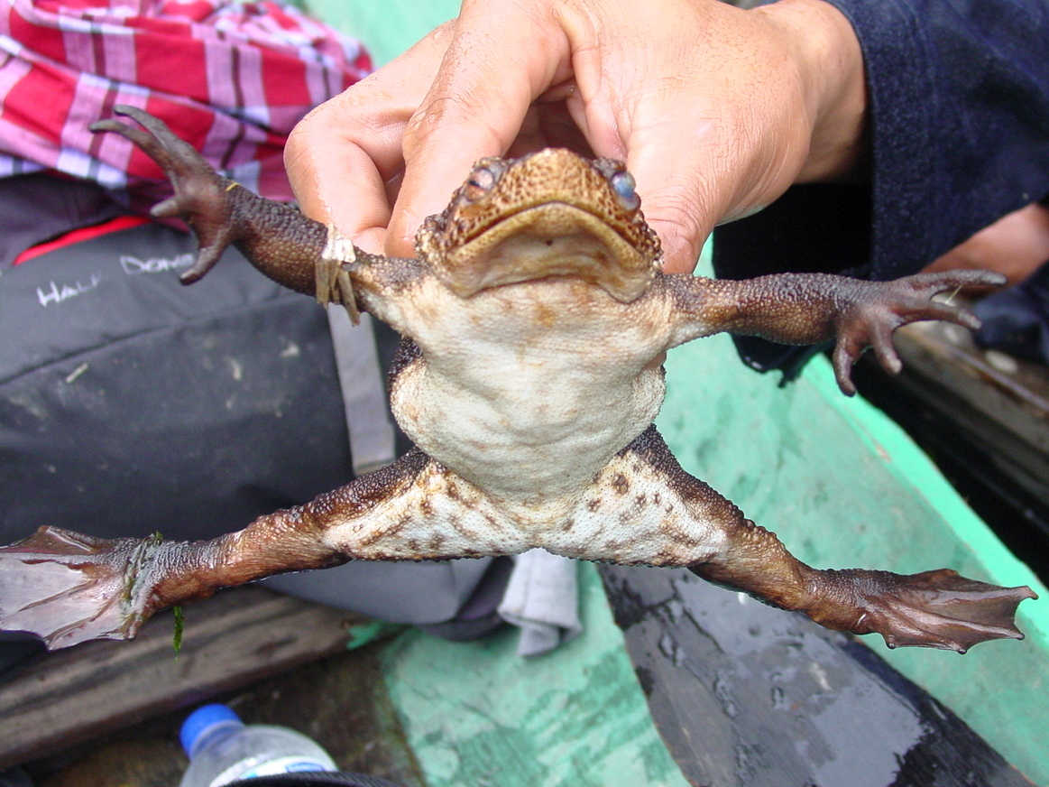 False Toad — Borneo wildlife, book, free download, jungle tour, frog, herp tour