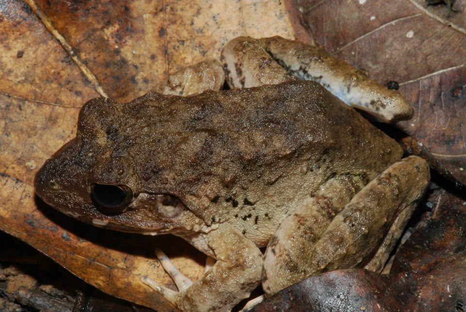 Fanged Frog (sp.) — Borneo wildlife, book, free download, jungle tour, frog, herp tour