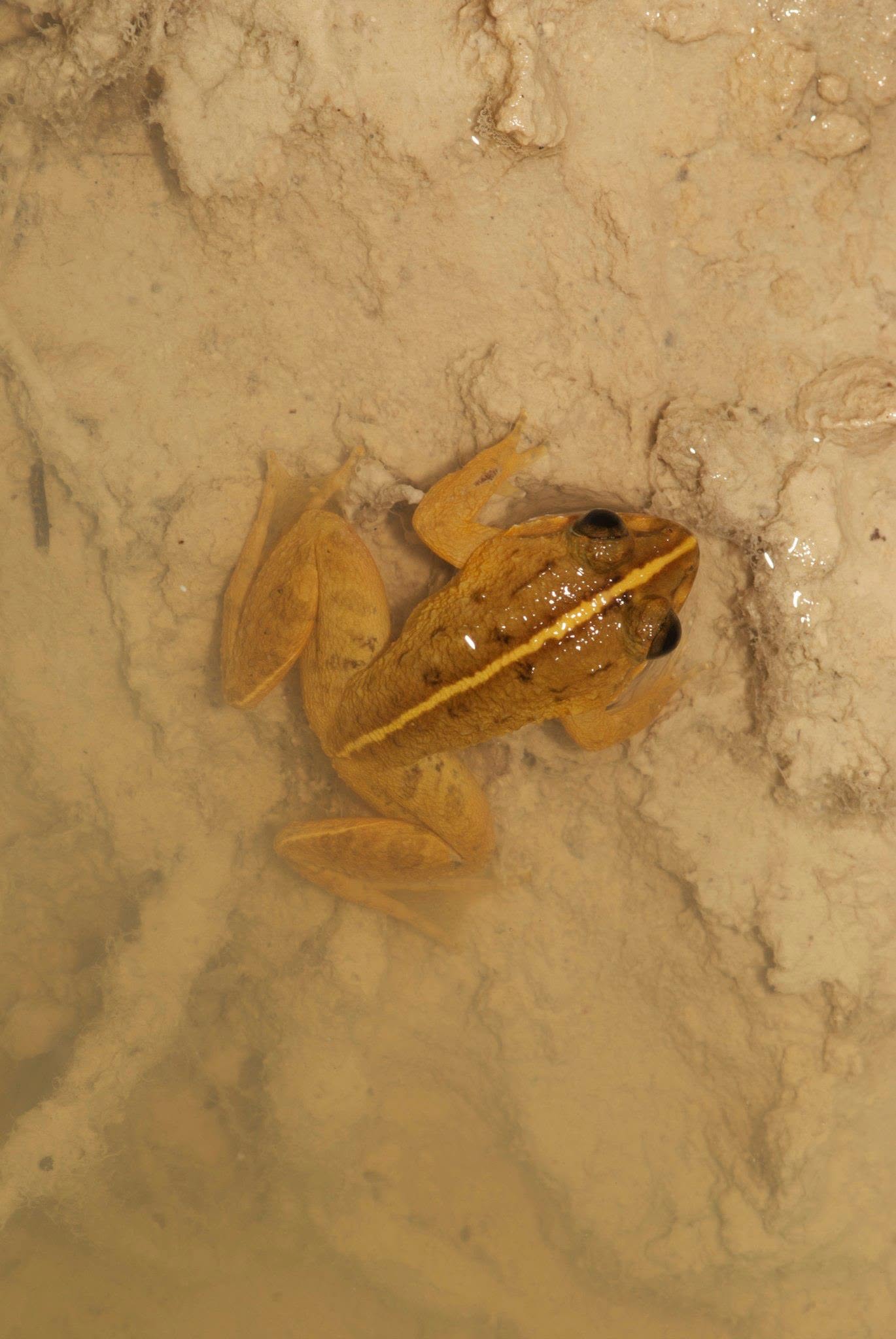 Fanged Frog (sp.) — Borneo wildlife, book, free download, jungle tour, frog, herp tour