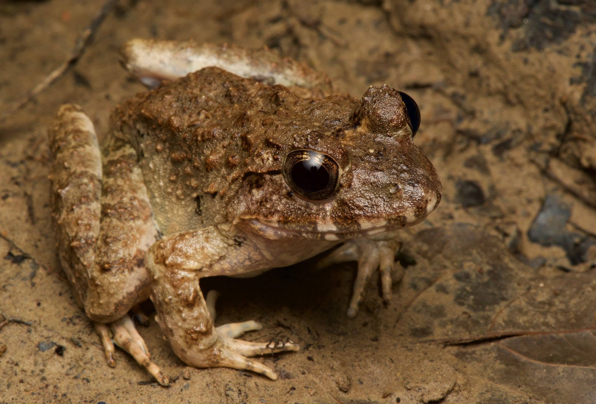 Fanged Frog (sp.) — Borneo wildlife, book, free download, jungle tour, frog, herp tour