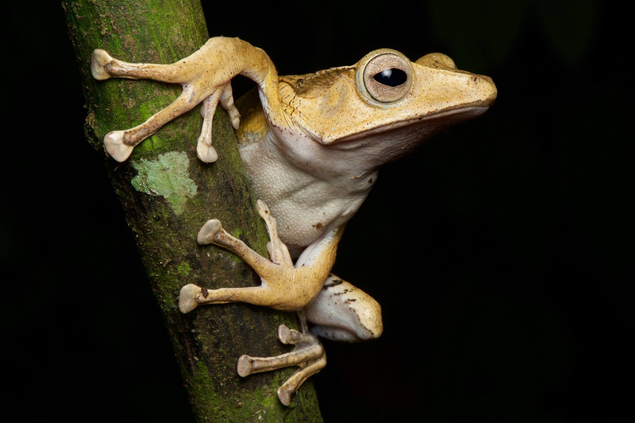 File-eared Tree Frog — Borneo wildlife, book, free download, jungle tour, frog, herp tour