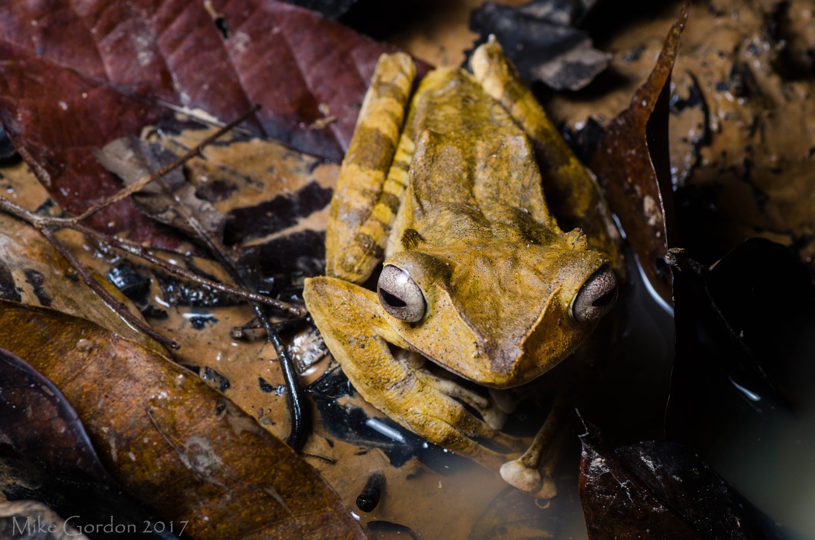 File-eared Tree Frog — Borneo wildlife, book, free download, jungle tour, frog, herp tour