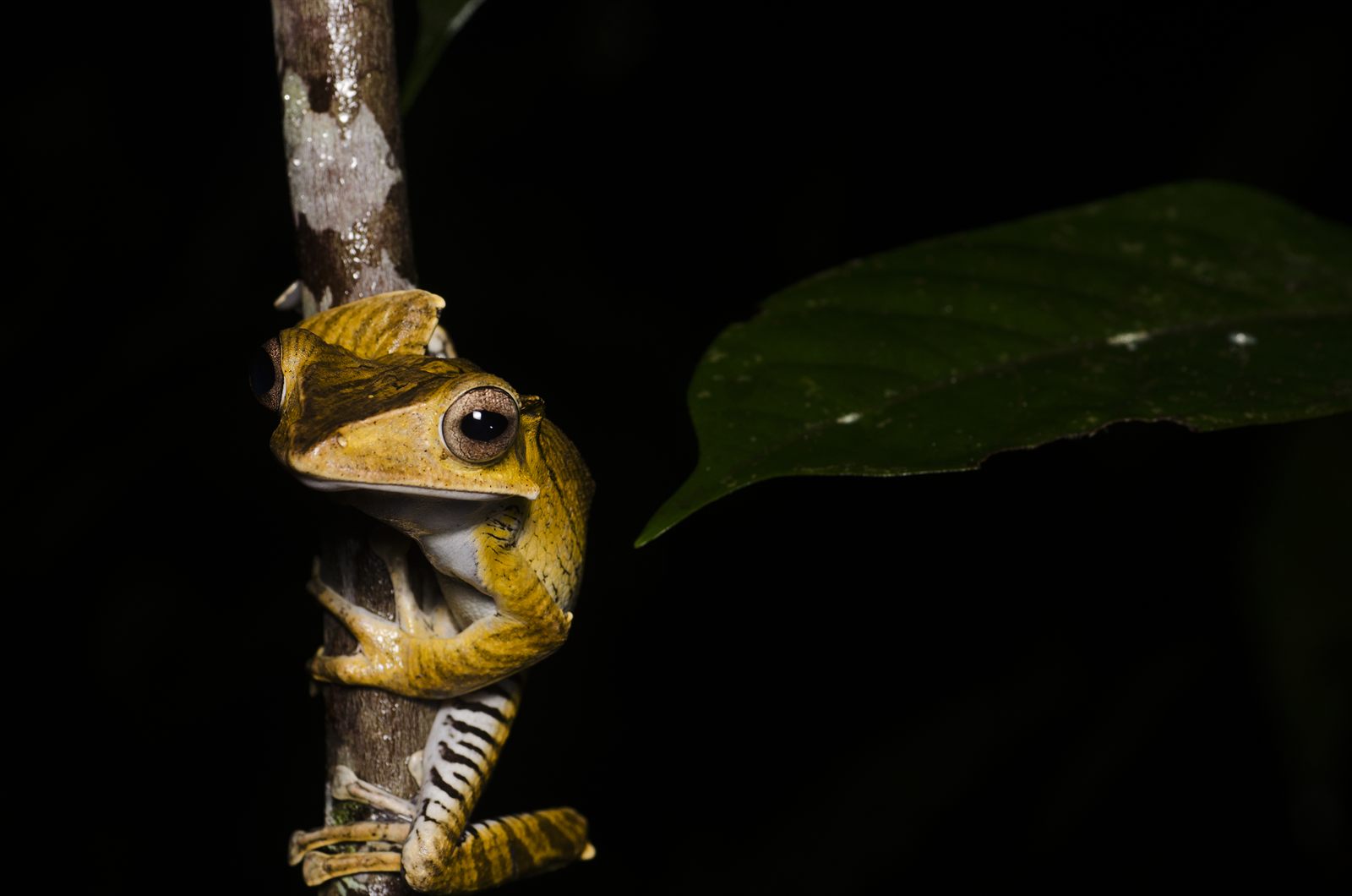 File-eared Tree Frog — Borneo wildlife, book, free download, jungle tour, frog, herp tour