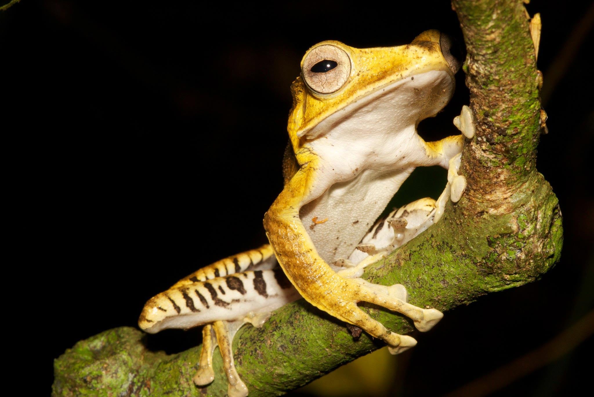 File-eared Tree Frog — Borneo wildlife, book, free download, jungle tour, frog, herp tour