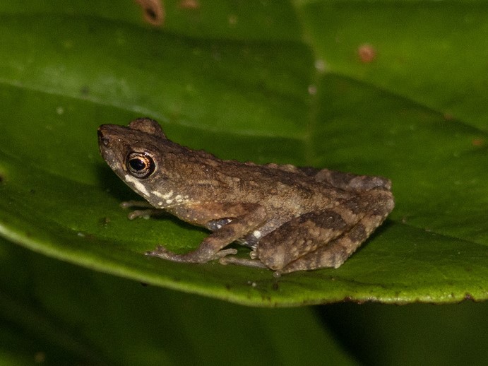 Flat-bodied Slender Toad — Borneo wildlife, book, free download, jungle tour, frog, herp tour