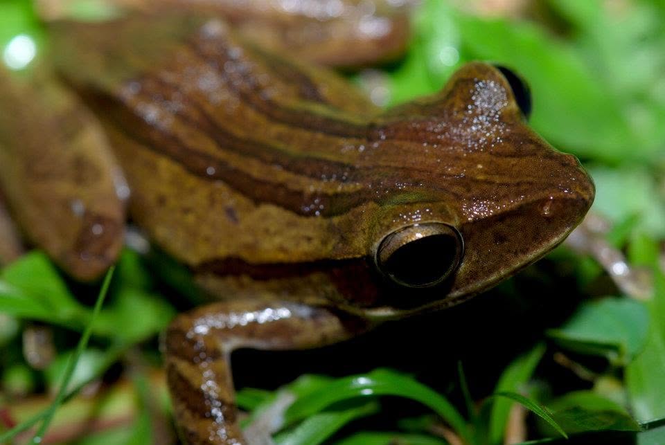 Four-lined Tree Frog — Borneo wildlife, book, free download, jungle tour, frog, herp tour