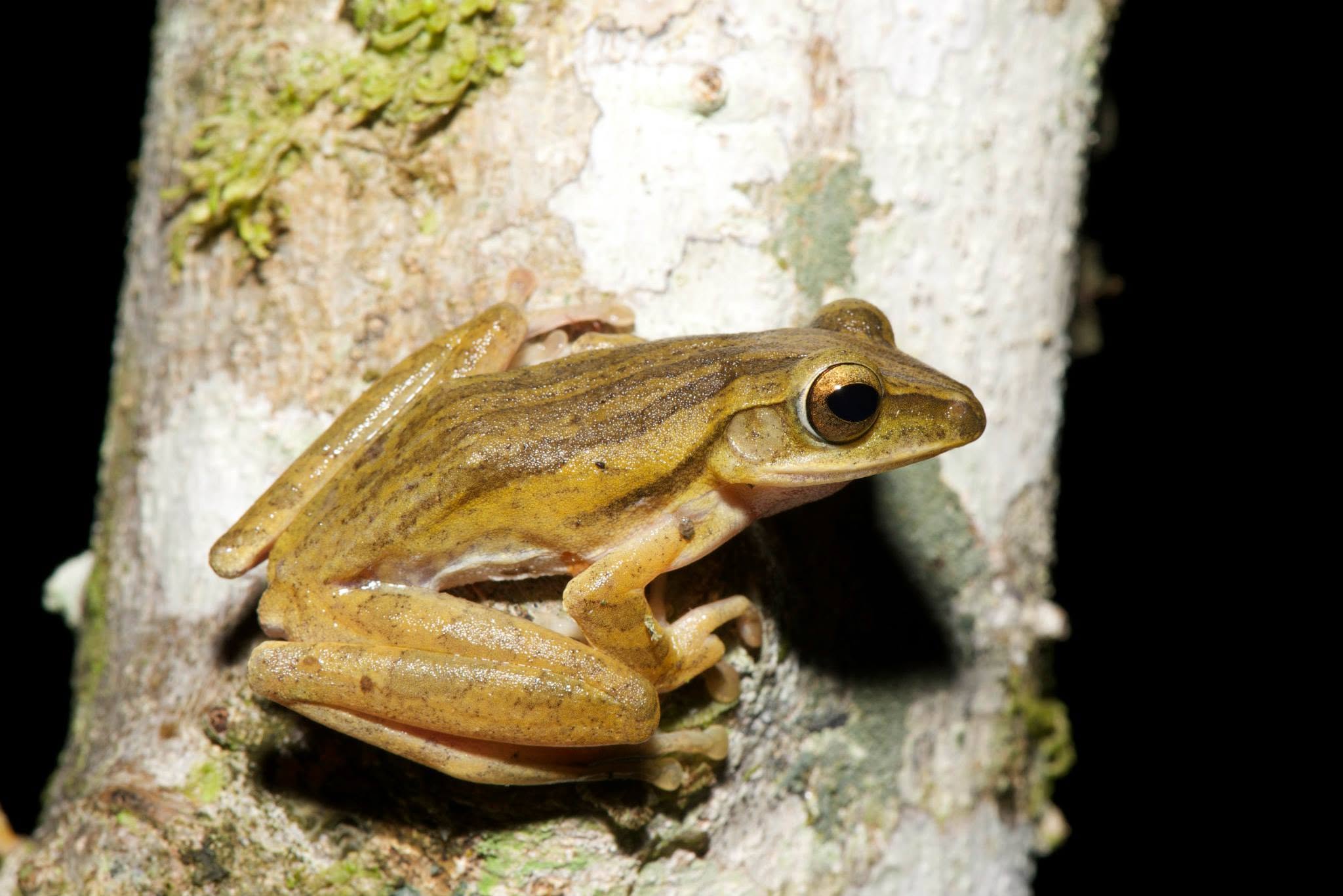 Four-lined Tree Frog — Borneo wildlife, book, free download, jungle tour, frog, herp tour