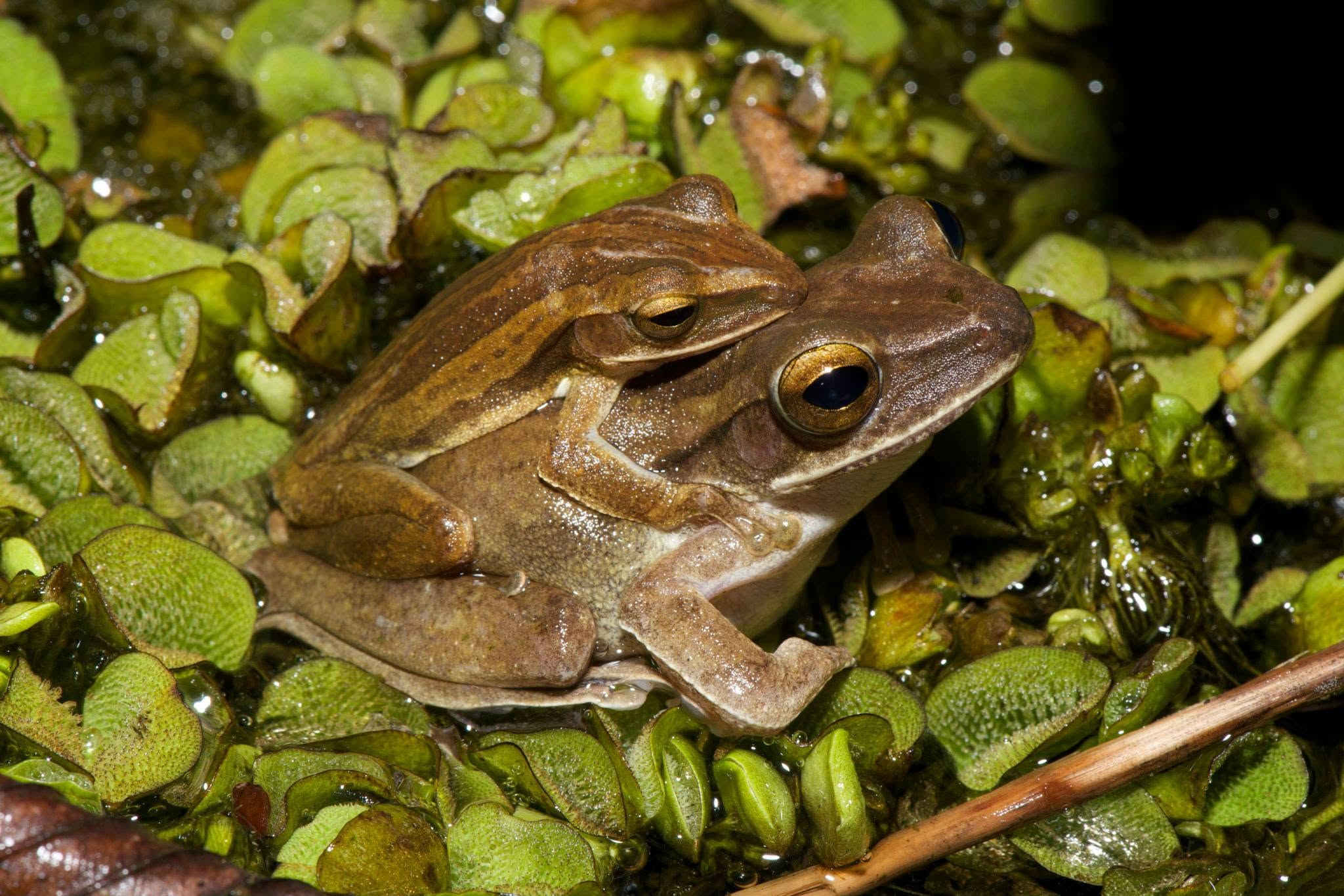 Four-lined Tree Frog — Borneo wildlife, book, free download, jungle tour, frog, herp tour
