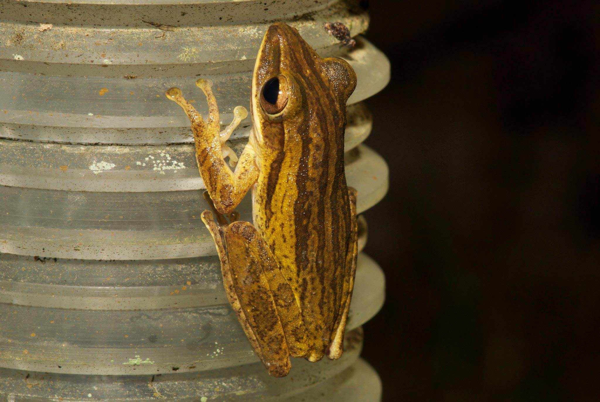 Four-lined Tree Frog — Borneo wildlife, book, free download, jungle tour, frog, herp tour