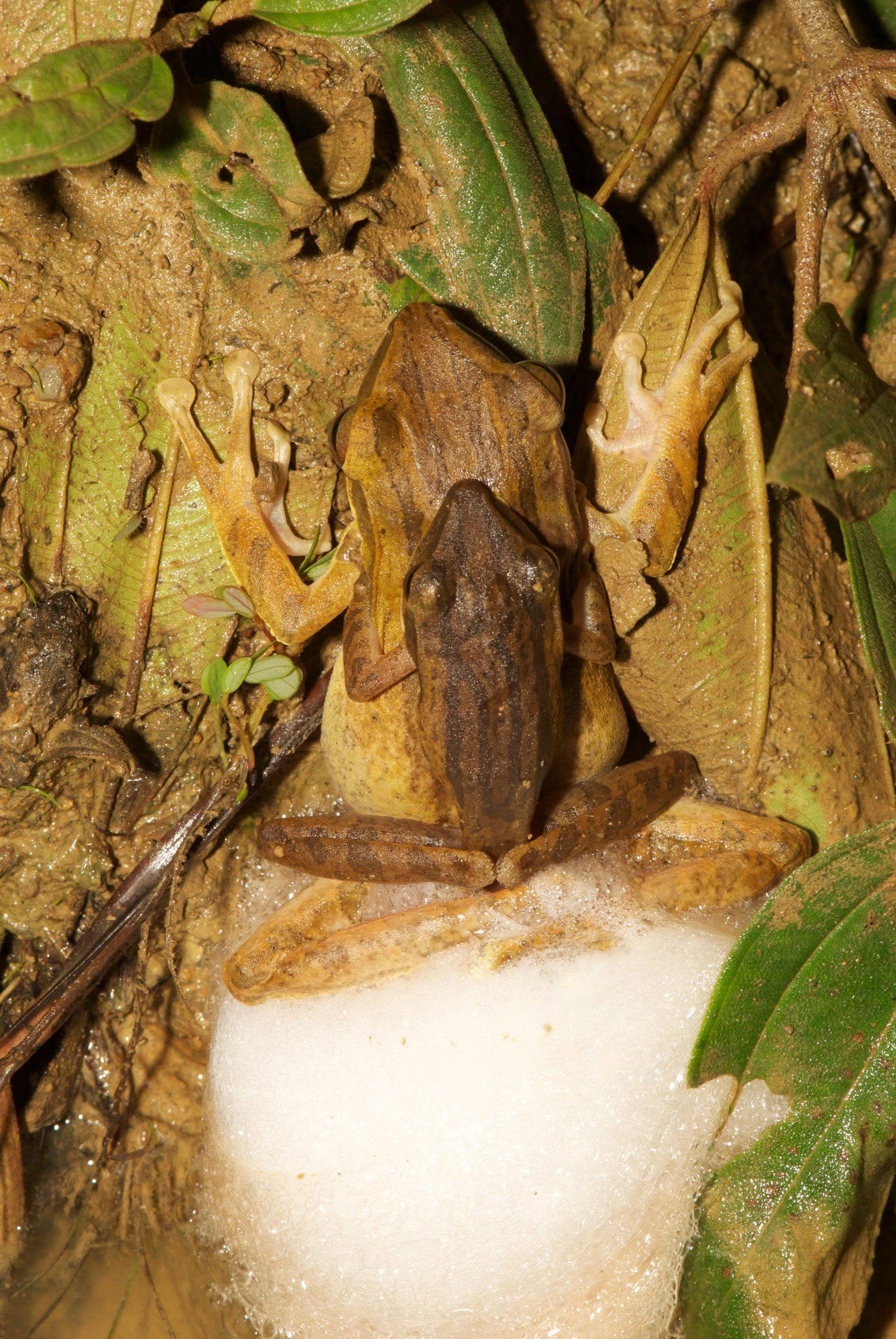 Four-lined Tree Frog — Borneo wildlife, book, free download, jungle tour, frog, herp tour