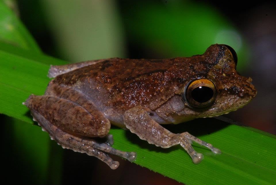 Frilled Tree Frog — Borneo wildlife, book, free download, jungle tour, frog, herp tour