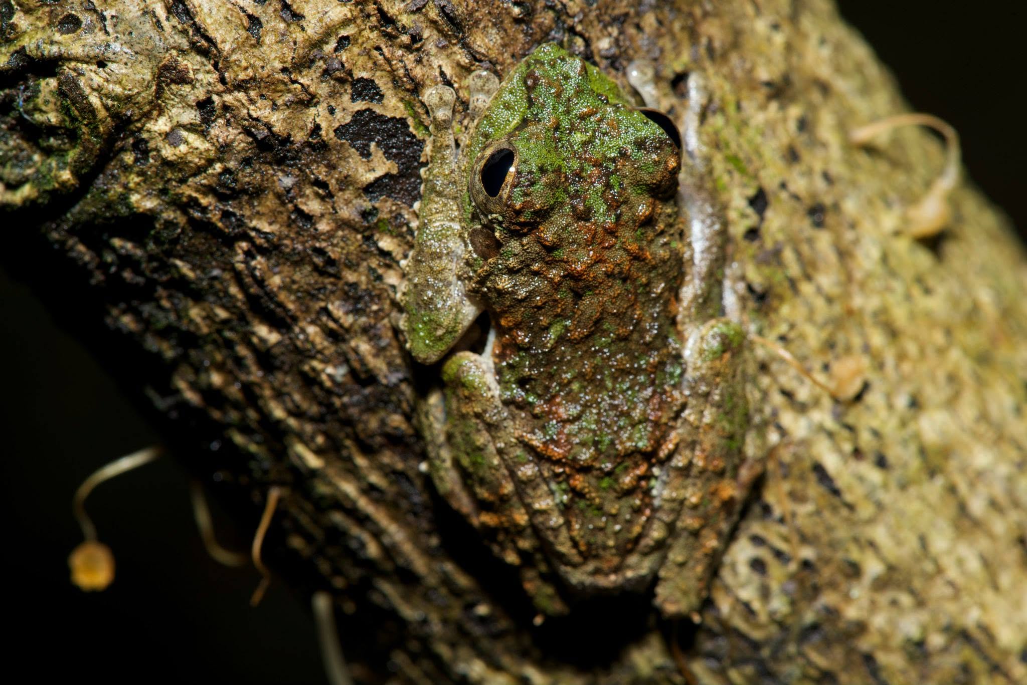 Frilled Tree Frog — Borneo wildlife, book, free download, jungle tour, frog, herp tour